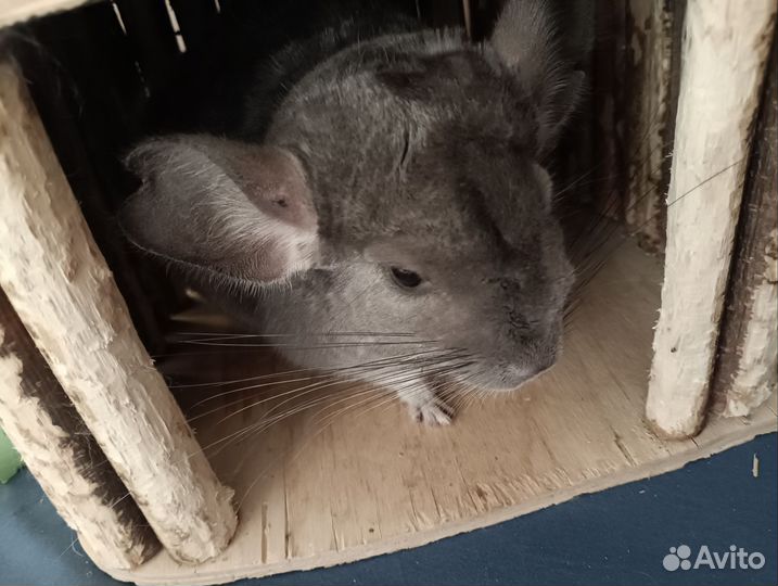 Передержка шиншилл