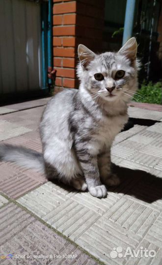 Кошечка в Добрые руки
