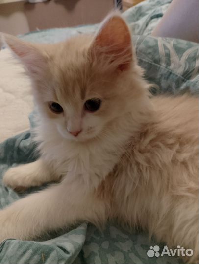 Котенок Лео 3 мес