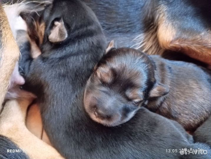 Отдам бесплатно щенки