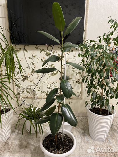 Фикус с крупными листьями