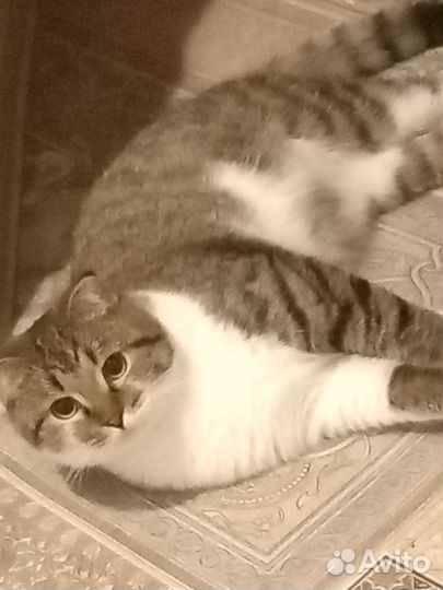 Кот на вязку