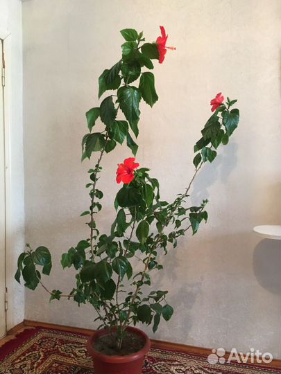 Китайская роза