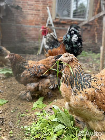 Куры брама порцелян