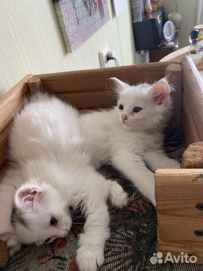 Котята турецкой ангоры