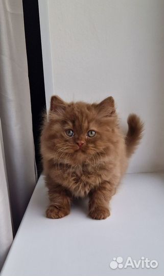 Котята цвета ириски