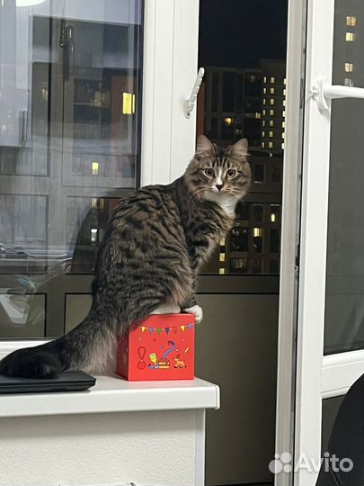Сибирские котята в добрые руки