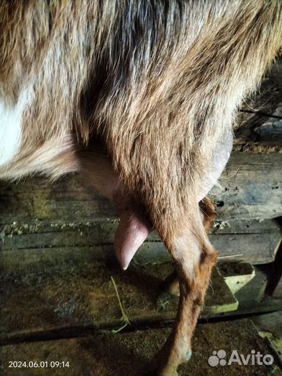 Дойные козы