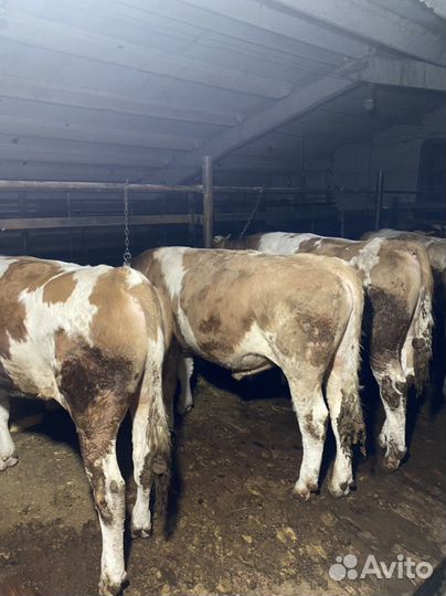 Быки на племя. Австрийский симменталь