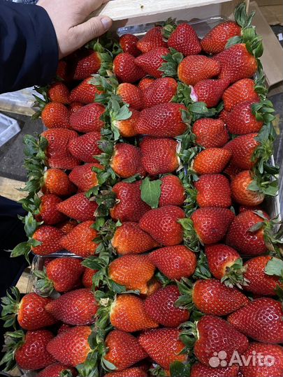 Клубника свежая оптом