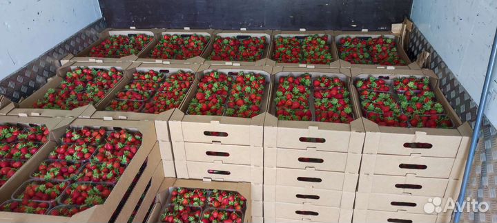 Сладкая клубника оптом