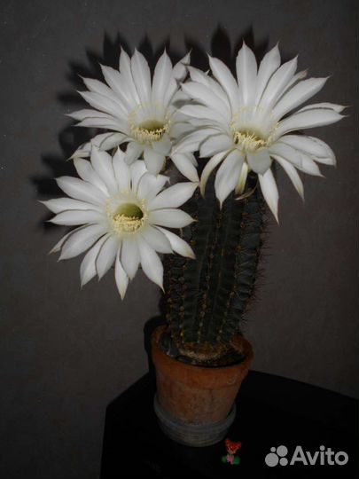 Кактус