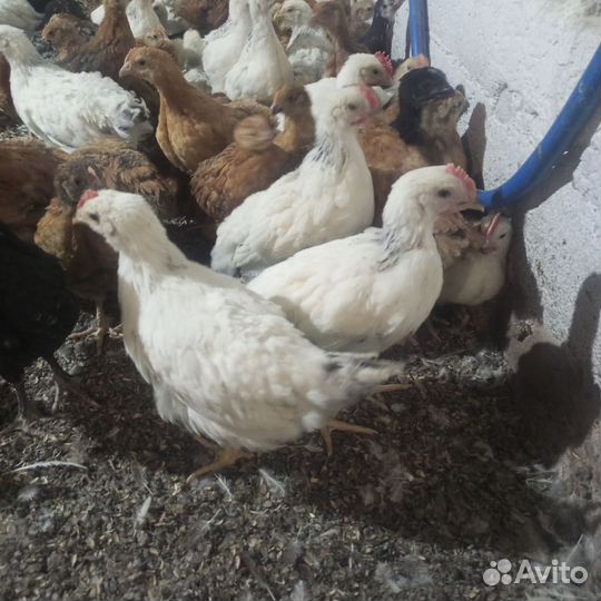 Цыплята подрощенные