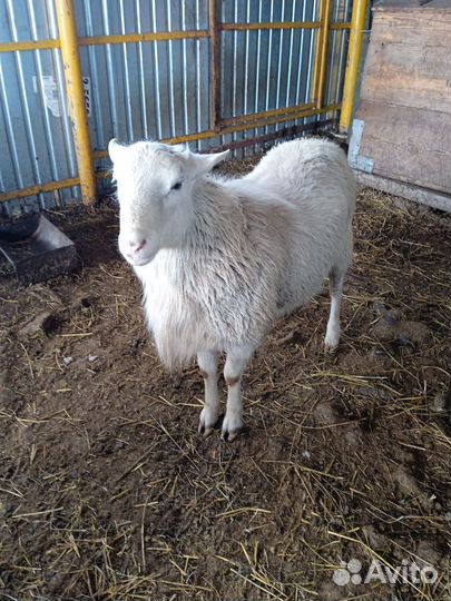 Баран Катумский