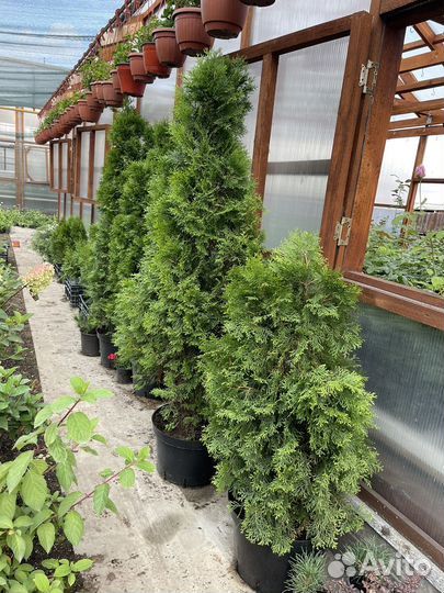 Туя смарагд