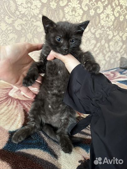 Кошка в дар бесплатно