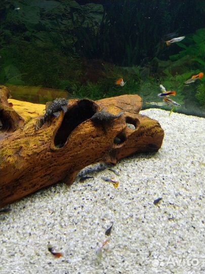 Сомики анциструсы