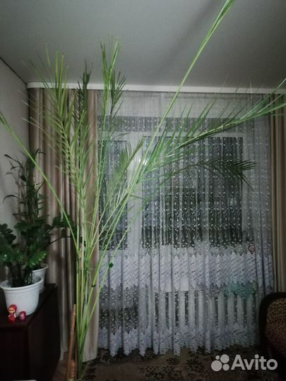 Финиковая пальма