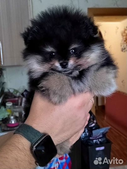 Щенки шпица мини мишка