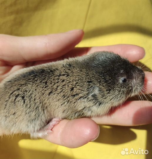 Восточная слепушонка