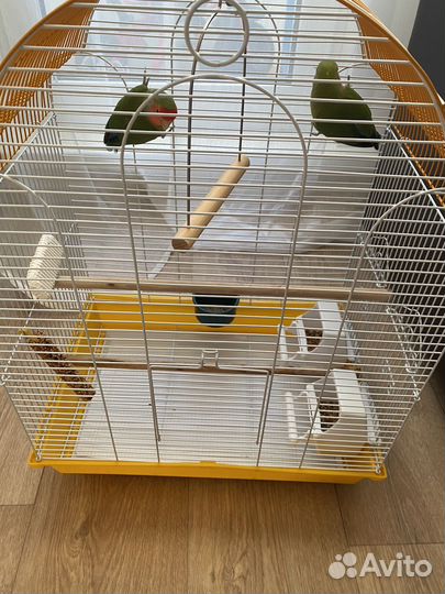 Попугай неразлучники