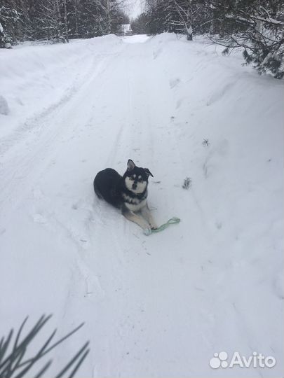 Вязка собак
