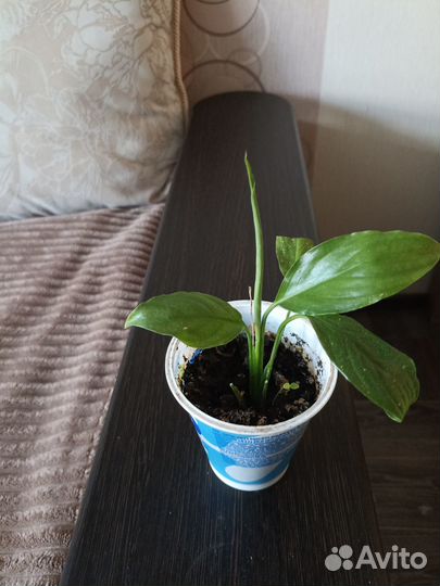 Комнатные цветы