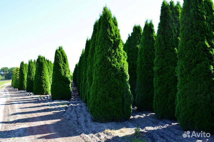 Туи смарагд