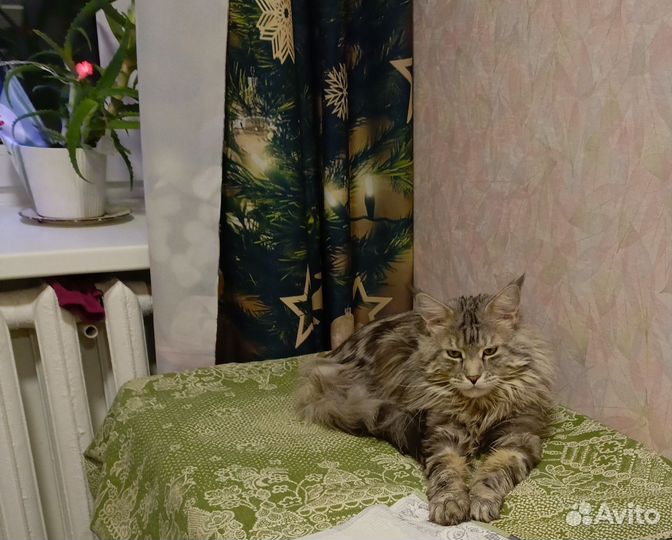 Отдам в добрые руки кот Мейн кун