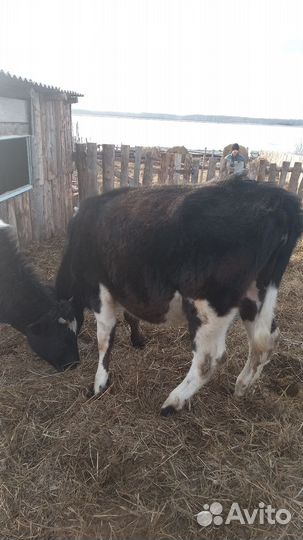 Тёлки 2штуки