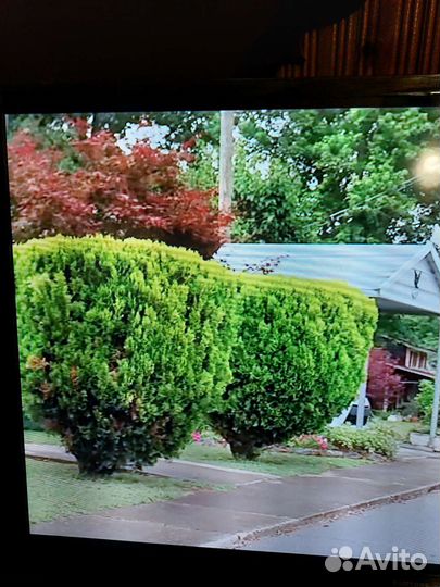 Продаются туи