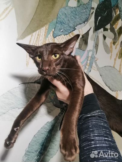 Ориентальные котята