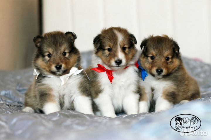 Шелти мини колли