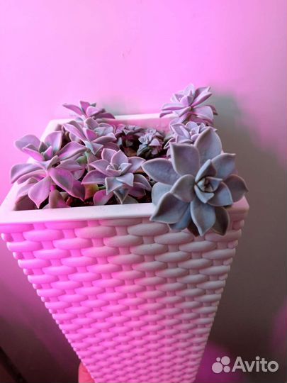 Комнатные цветы Граптопеталум парагвайский