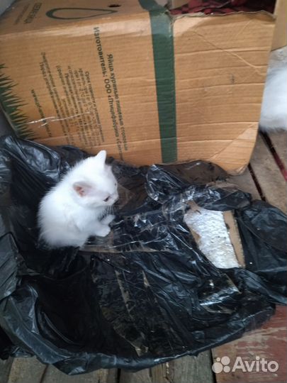 Котята в добрые руки