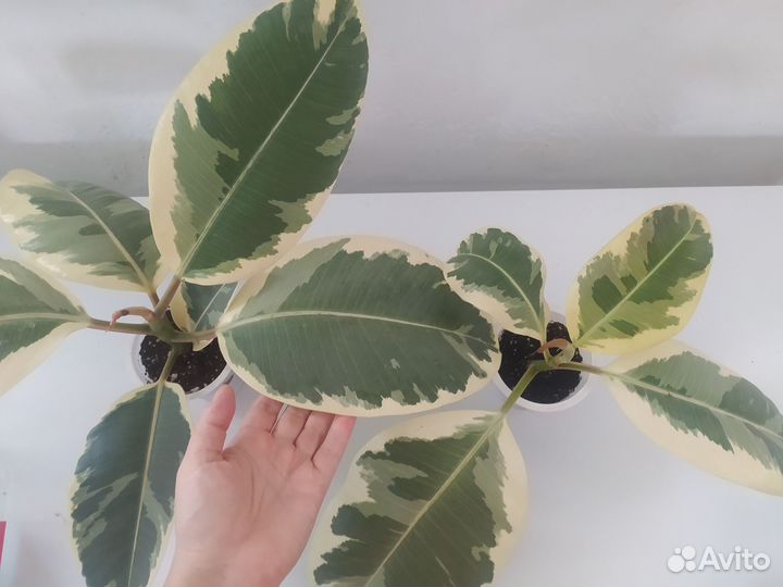 Фикус эластика тинеке