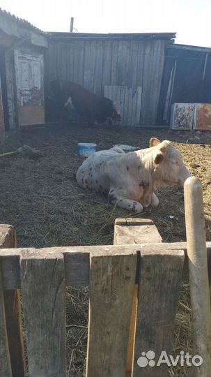 Быки живым весом продать