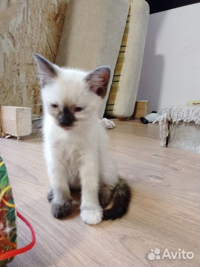 Сиамские котята