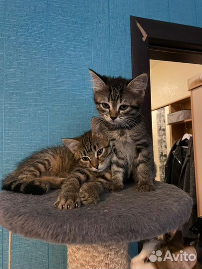 Кошка в дар
