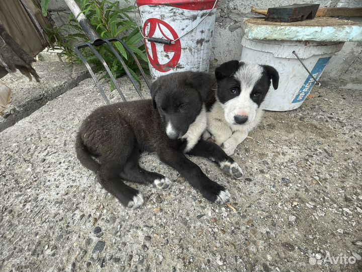 Щенки