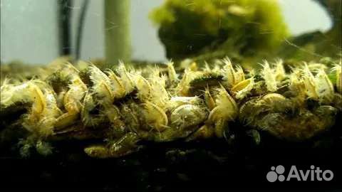 Дафния, Гамарус, Водяные ослики, Остракоды