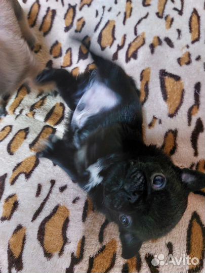 Щенки мопса