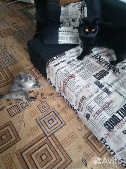 Кот ждёт кошку