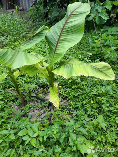 Банановая пальма