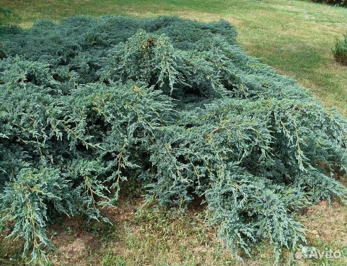 Можжевельник Блю Карпет саженцы из питомника