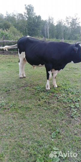 Бычки и быки на мясо