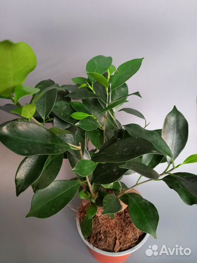 Фикус Гинсенг