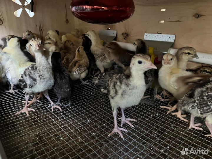 Индюшата и Цыплята