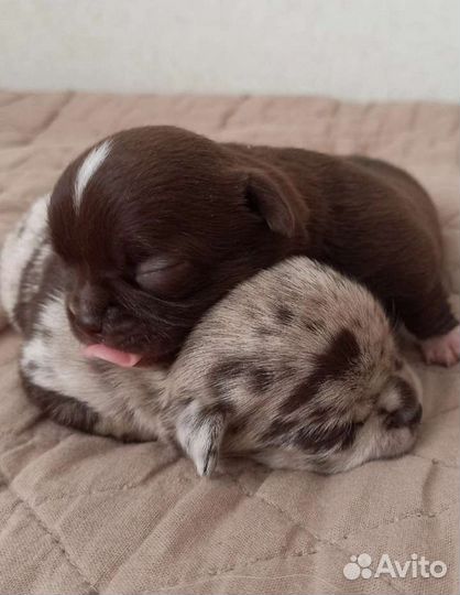 Щенки чихуахуа