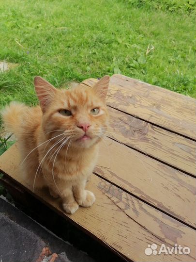 Рыжий котик